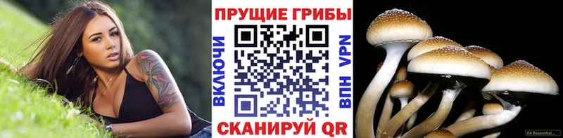нарко площадка какой сайт  хочу   Щучье  Псилоцибиновые грибы Cubensis 